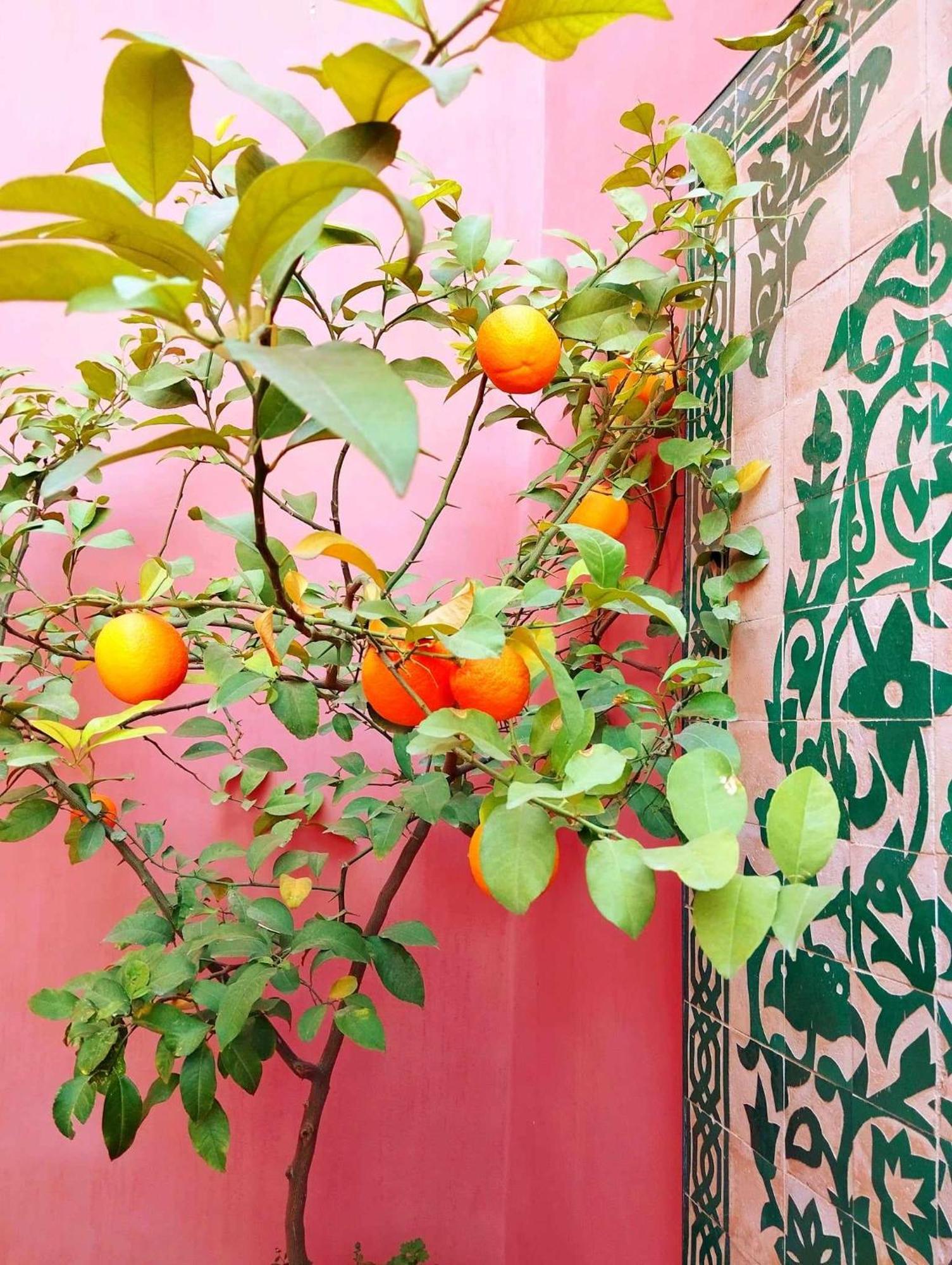 ホテル Dar Lantana フェズ エクステリア 写真